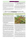 Научная статья на тему 'Элементы технологий выращивания сортов вишни и сливы селекции НВНИИСХ'
