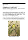 Научная статья на тему 'Первая находка полосатой аргиопы Argiope bruennichi (Aranei, Araneidae) в Удмуртской Республике'