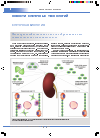 Научная статья на тему 'Регуляция иммунной системы с помощью генетически «Модифицированных» лимфоцитов при трансплантации аллогенных ГСК'