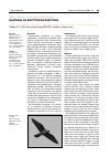 Научная статья на тему 'Результаты мониторинга популяций балобана в Алтае-Саянском регионе в 2008 г. , Россия'