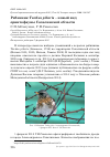 Научная статья на тему 'Рябинник Turdus pilaris - новый вид орнитофауны Сахалинской области'