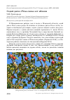 Научная статья на тему 'Седой дятел Picus canus ест яблоки'