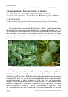 Научная статья на тему 'Серые вороны Corvus cornix и галки C. monedula – распространители семян колючеплодника лопастного Echinocystis lobata'
