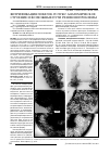 Научная статья на тему 'Витрификация побегов in vitro: анатомическое строение и возможные пути решения проблемы'