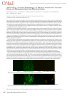 Научная статья на тему 'Adenoviral vectors expression in human astrocytic glioma cells and primary astrocytes monocultures'