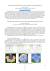 Научная статья на тему 'Characteristics of Hydrangeas and their usage at Japanese gardens in Kamakura area'