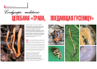 Научная статья на тему 'Cordyceps militaris: целебная "трава, поедающая гусеницу"'