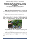 Научная статья на тему 'DESCRIPTION OF THE VARIETY, PLANTING AND CARE, CULTIVATION AND PEST PROTECTION OF CHANDLER BLUEBERRIES'