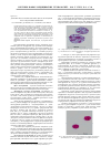 Научная статья на тему 'Динамика показателей клеточного цикла гепатоцитов экто-и эндотермных животных'