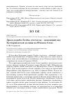 Научная статья на тему 'Дрозд-деряба Turdus viscivorus - зимующий вид Бухтарминской долины на Южном Алтае'