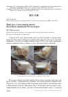 Научная статья на тему 'Ещё раз о поедании мыла большой синицей Parus major'