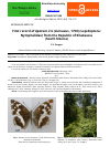 Научная статья на тему 'First record of Apatura iris (Linnaeus, 1758) (Lepidoptera: Nymphalidae) from the Republic of Khakassia (South Siberia)'