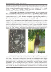 Научная статья на тему 'Фітопатогени та шкідники видів роду тіш L. в умовах міста Львова'