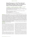 Научная статья на тему 'Gene expression in the three-spined stickleback (Gasterosteus aculeatus) of marine and freshwater ecotypes'