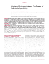 Научная статья на тему 'Glutamyl endopeptidases: the puzzle of substrate specificity'