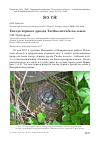 Научная статья на тему 'Гнездо чёрного дрозда Turdus merula на земле'