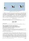Научная статья на тему 'Гнездование белой совы Nyctea scandiaca на полуострове Камчатка'