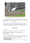 Научная статья на тему 'Грач Corvus frugilegus в Чуйской долине'