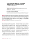 Научная статья на тему 'HETEROLOGOUS METABOLIC PATHWAYS: STRATEGIES FOR OPTIMAL EXPRESSION IN EUKARYOTIC HOSTS'