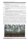 Научная статья на тему 'Інфекційні хвороби Betula pendula L. у насадженнях Житомирського Полісся України'