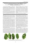 Научная статья на тему 'Инвазивные вредители древесных растений семейства fabaceae в насаждениях нижневолжского региона'