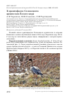 Научная статья на тему 'К орнитофауне Соловецкого архипелага Белого моря'