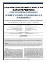 Научная статья на тему 'Клинико-морфологическая характеристика опухолей молочных желез у мелких домашних животных'