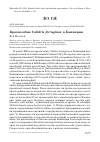 Научная статья на тему 'Краснозобик Calidris ferruginea в Башкирии'