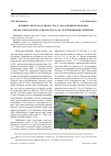 Научная статья на тему 'Кубышка жёлтая (Nuphar lutea (L. ) Sm. ) в Приморском крае'