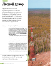Научная статья на тему 'Лесной Дозор'