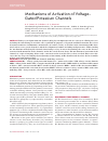Научная статья на тему 'Mechanisms of activation of voltage-gated potassium channels'