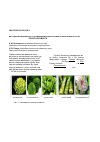 Научная статья на тему 'Методические подходы к группированию морфологических признаков новых сортов салата посевного (Lactuca sativa L. )'