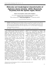 Научная статья на тему 'Molecular and morphological characterisation of Syphacia stroma (Linstow, 1884) (Nematoda, Oxyurida) from the Lipetsk region, Russia'