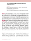 Научная статья на тему 'Molecular Mechanisms of Drosophila Hematopoiesis'