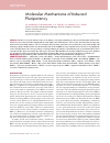 Научная статья на тему 'Molecular mechanisms of induced pluripotency'