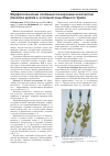 Научная статья на тему 'Морфологические особенности вероники колосистой (Veronica spicata L. ) степной зоны Южного Урала'