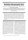 Научная статья на тему 'Morphological variation and molecular study of the root lesion nematode Pratylenchus thornei'