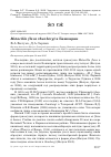 Научная статья на тему 'Motacilla flava thunbergi в Башкирии'