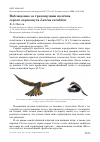 Научная статья на тему 'Наблюдение за трепещущим полётом серого сорокопута Lanius excubitor'