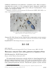 Научная статья на тему 'Находка сипухи Tyto alba guttata в кривом роге'