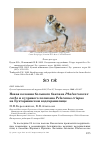 Научная статья на тему 'Новая колония большого баклана Phalacrocorax carbo и кудрявого пеликана Pelecanus crispus на Бухтарминском водохранилище'