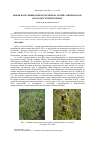 Научная статья на тему 'Новая популяция Ophrys oestrifera M. Bieb. (Orchidaceae) в юго-восточном Крыму'