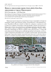 Научная статья на тему 'Новое в поведении крякв Anas platyrhynchos, зимующих в городе Приозерске'