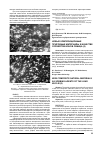 Научная статья на тему 'Новые композиционные природные материалы в качестве сорбентов ионов свинца (II)'