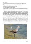 Научная статья на тему 'Новые встречи чернозобика Calidris alpina в Псковской области'