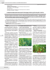 Научная статья на тему 'Новый комбинированный гербицид Илион для защиты рапса'