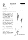 Научная статья на тему 'Новый вид рода Hyalopoa Tzvel. (Poaceae) из Томской области'