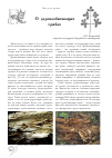 Научная статья на тему 'О деревообитающих грибах'