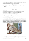 Научная статья на тему 'О встрече альбиноса рябинника Turdus pilaris на юге Западной Сибири'