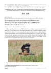 Научная статья на тему 'О встрече орлана-долгохвоста Haliaeetus leucoryphus на озере Сорбулак в 2008 году'